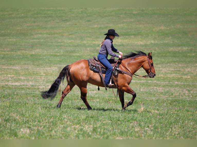 American Quarter Horse Gelding 12 years 14,3 hh Buckskin in Clarion