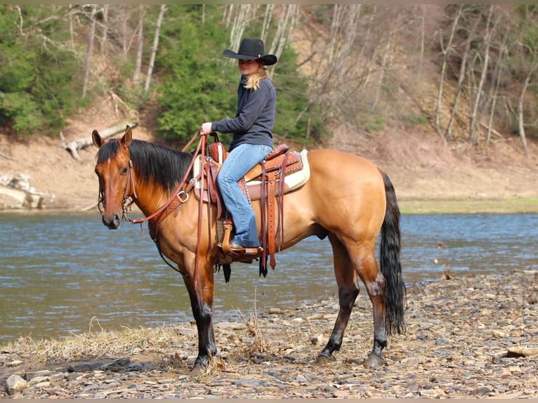 American Quarter Horse Gelding 12 years 14,3 hh Buckskin in Clarion