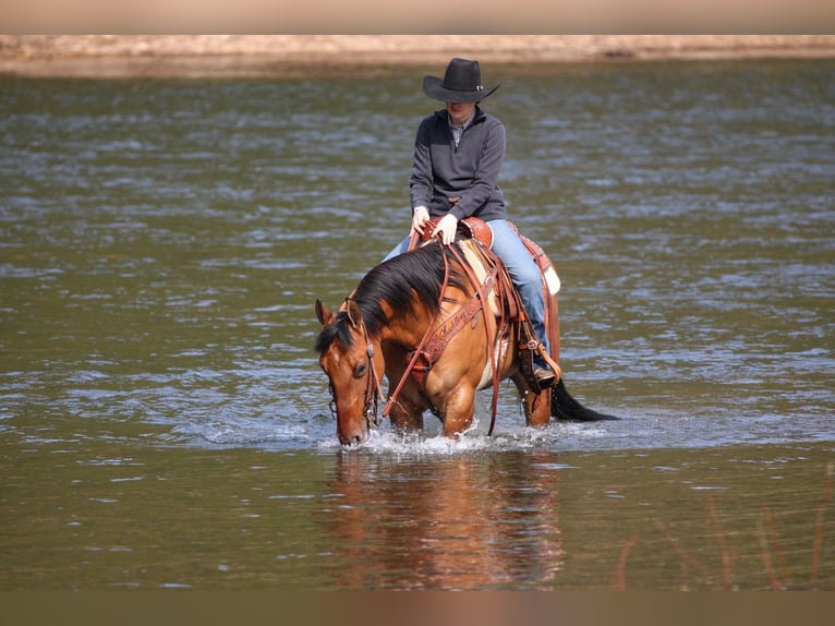 American Quarter Horse Gelding 12 years 14,3 hh Buckskin in Clarion