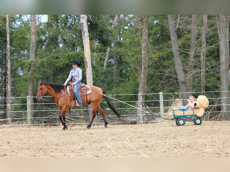 American Quarter Horse Gelding 12 years 14,3 hh Buckskin in Clarion