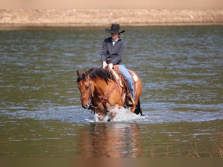 American Quarter Horse Gelding 12 years 14,3 hh Buckskin in Clarion