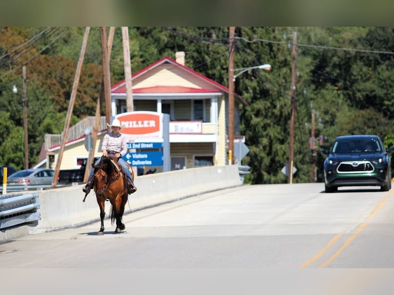 American Quarter Horse Gelding 12 years 14,3 hh Buckskin in Clarion