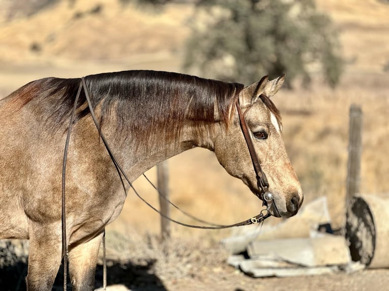 American Quarter Horse Gelding 12 years 14,3 hh Buckskin in Bitterwater CA