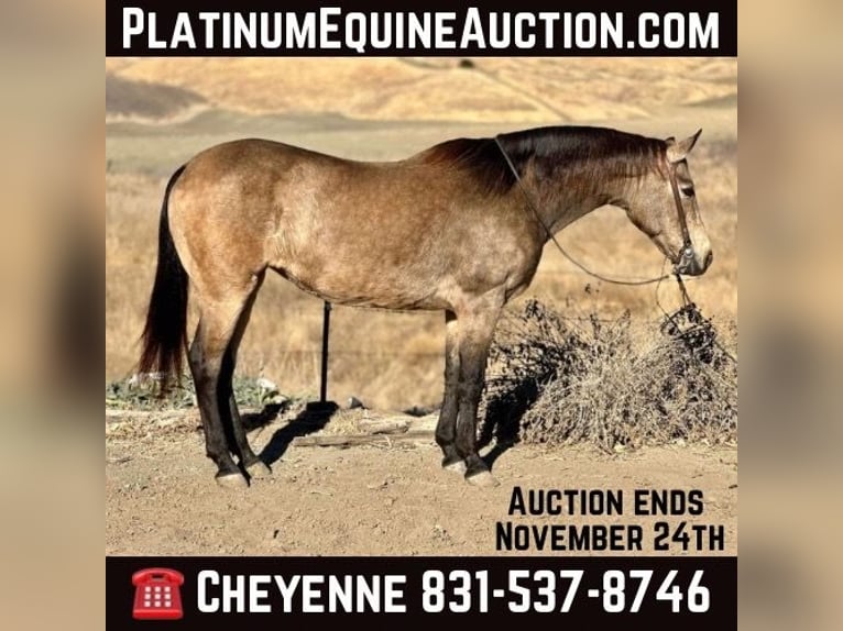 American Quarter Horse Gelding 12 years 14,3 hh Buckskin in Bitterwater CA