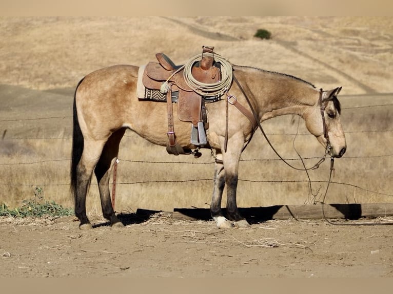 American Quarter Horse Gelding 12 years 14,3 hh Buckskin in Paicines CA