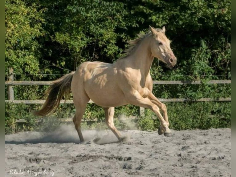American Quarter Horse Gelding 12 years 14,3 hh Champagne in Wieringerwaard