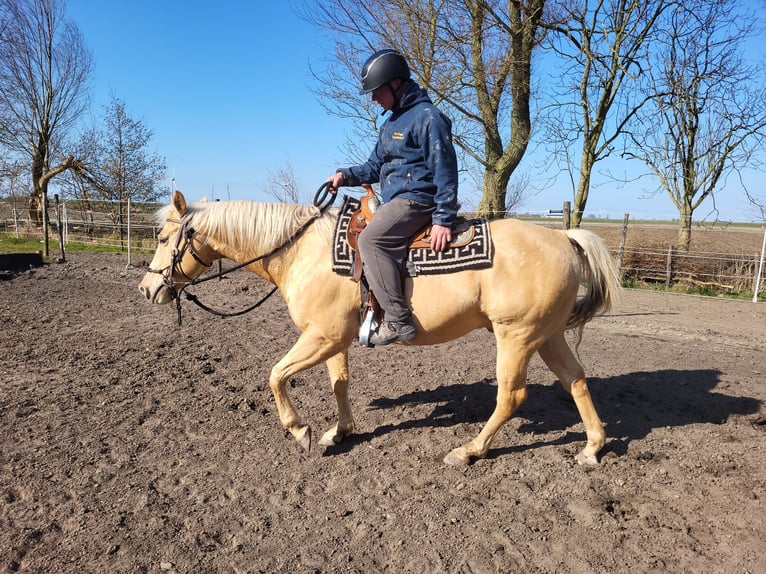 American Quarter Horse Gelding 12 years 14,3 hh Champagne in Wieringerwaard