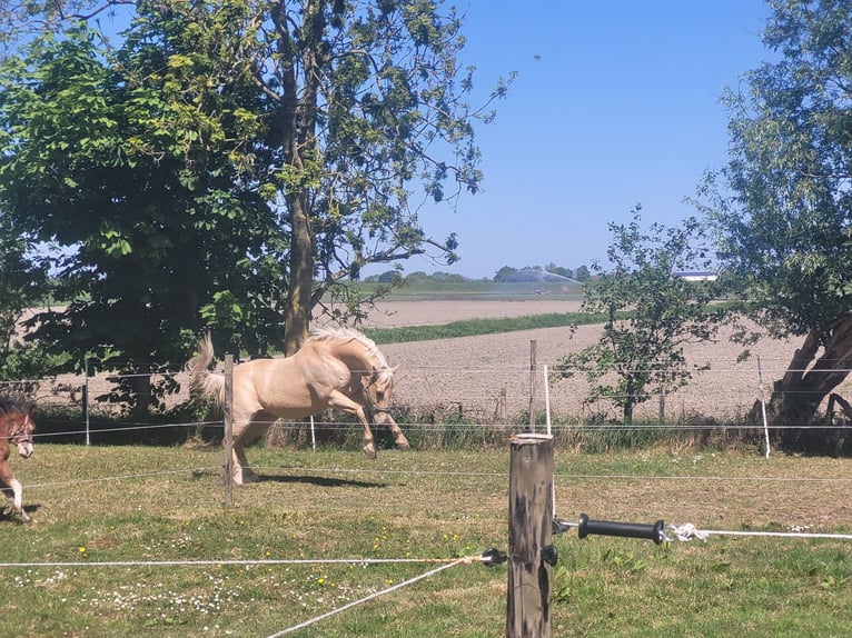 American Quarter Horse Gelding 12 years 14,3 hh Champagne in Wieringerwaard