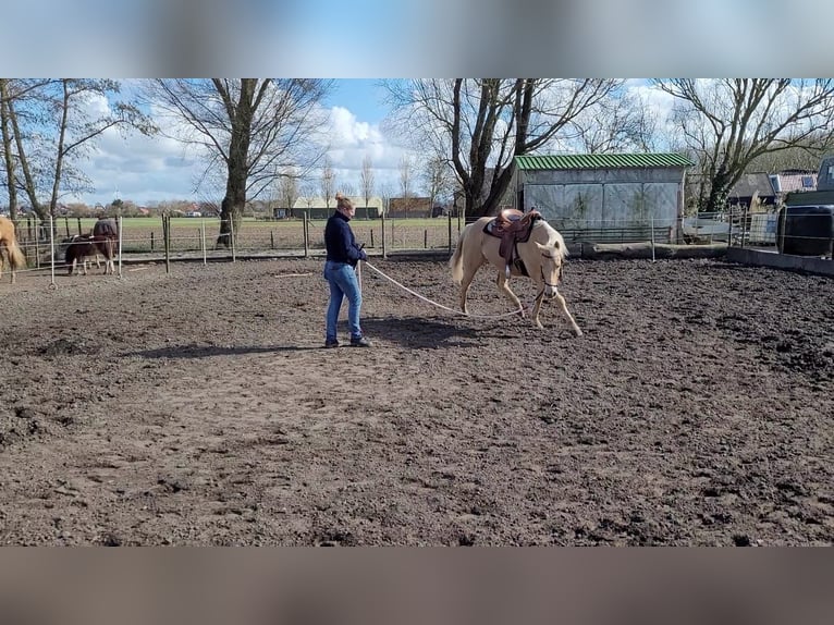 American Quarter Horse Gelding 12 years 14,3 hh Champagne in Wieringerwaard