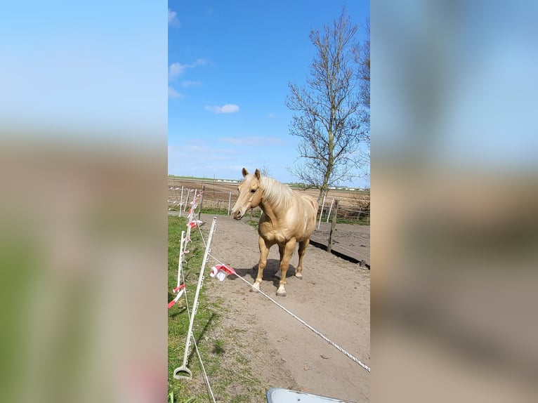 American Quarter Horse Gelding 12 years 14,3 hh Champagne in Wieringerwaard