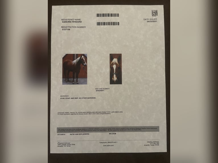 American Quarter Horse Gelding 12 years 14,3 hh Chestnut-Red in Rhede