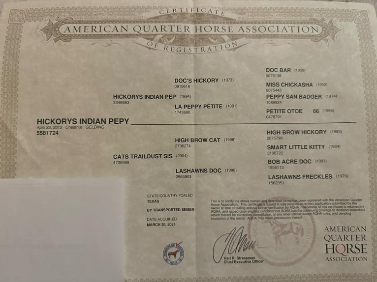 American Quarter Horse Gelding 12 years 14,3 hh Chestnut in Stephenville TX