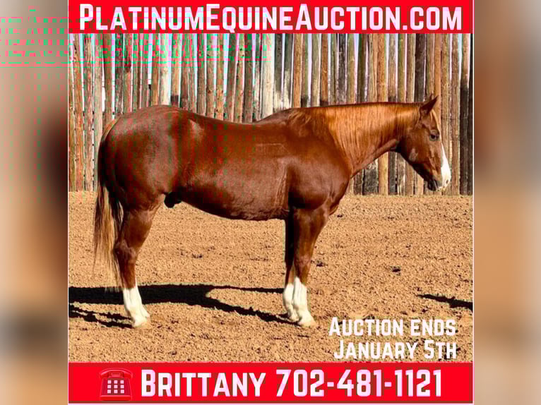 American Quarter Horse Gelding 12 years 14,3 hh Chestnut in Stephenville TX