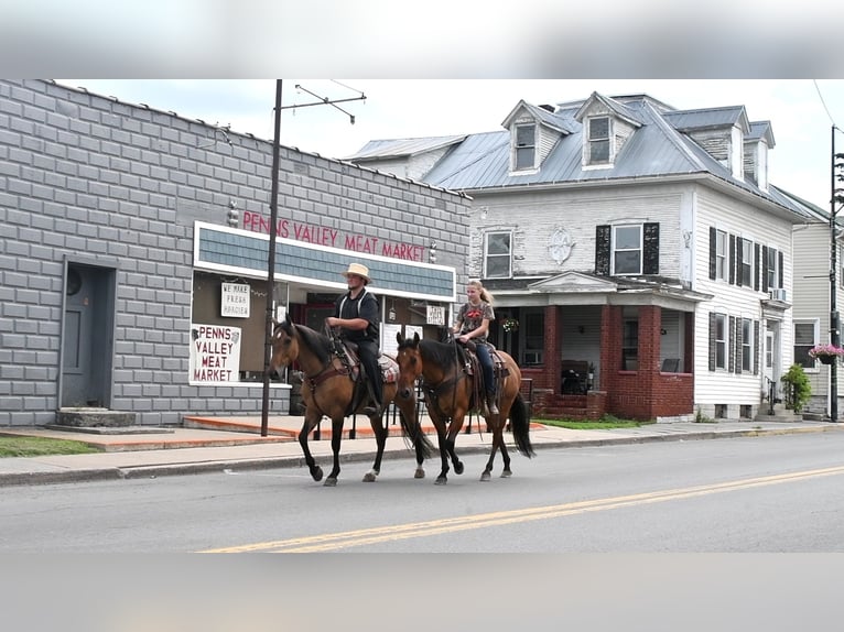 American Quarter Horse Gelding 12 years 14,3 hh Dun in Rebersburg