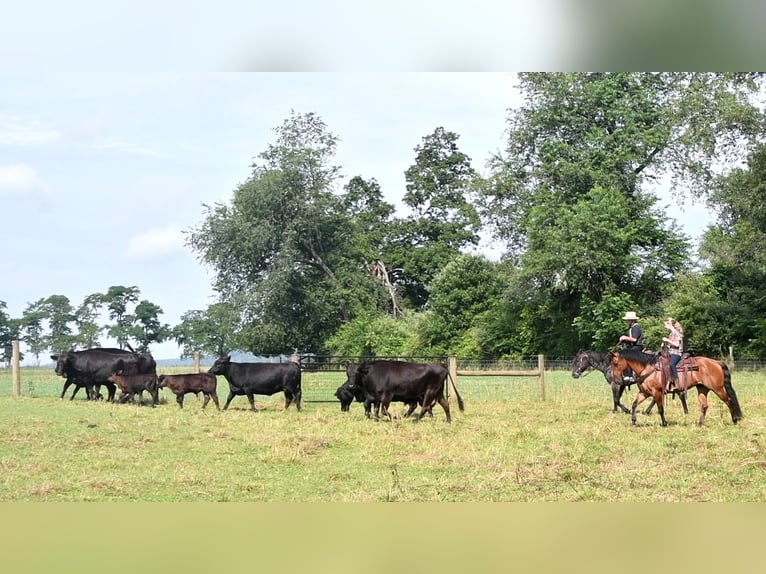 American Quarter Horse Gelding 12 years 14,3 hh Dun in Rebersburg