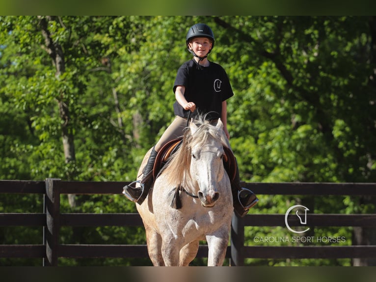 American Quarter Horse Gelding 12 years 14,3 hh Grey in Clover, SC