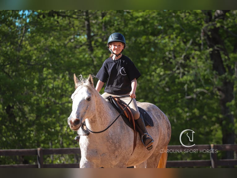 American Quarter Horse Gelding 12 years 14,3 hh Grey in Clover, SC