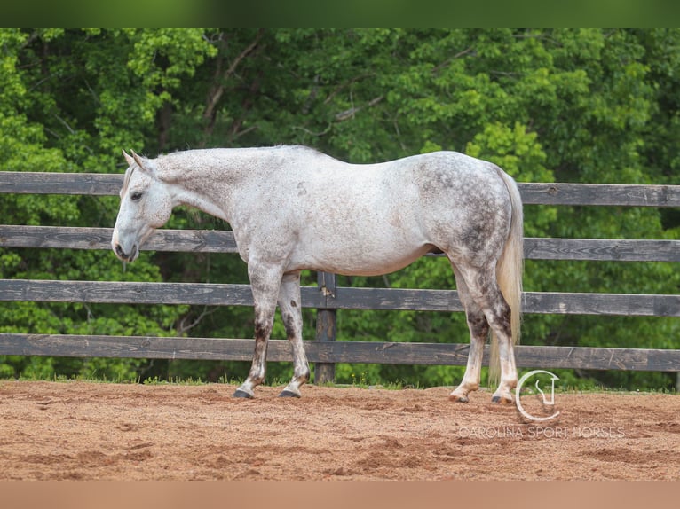 American Quarter Horse Gelding 12 years 14,3 hh Grey in Clover, SC