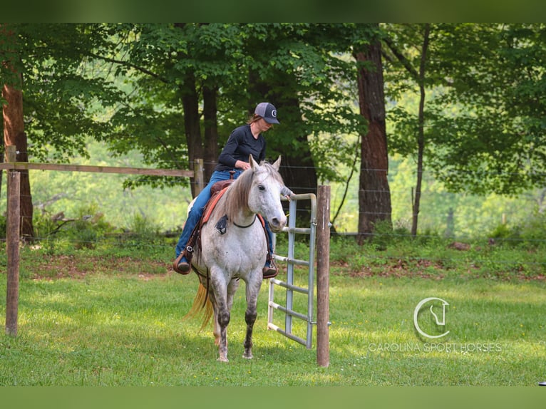 American Quarter Horse Gelding 12 years 14,3 hh Grey in Clover, SC