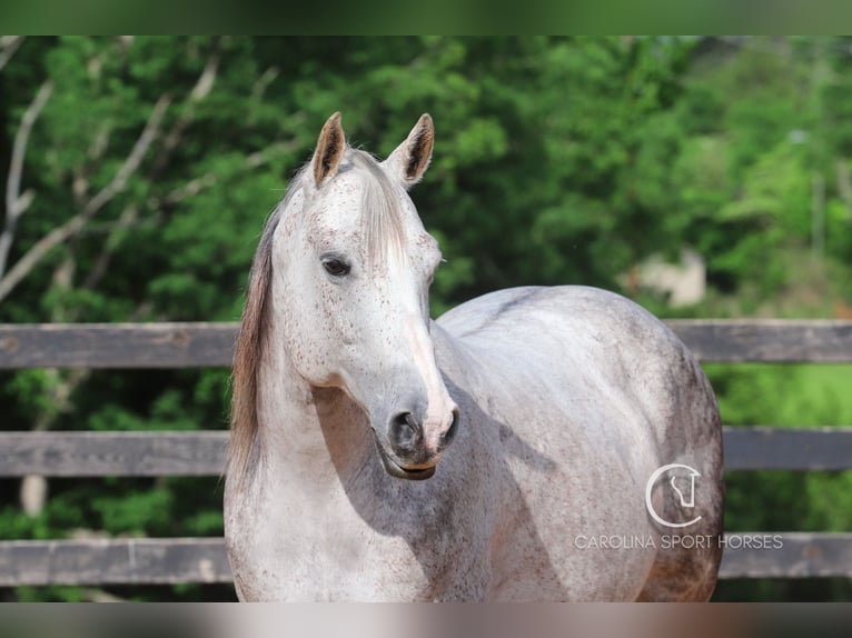 American Quarter Horse Gelding 12 years 14,3 hh Grey in Clover, SC