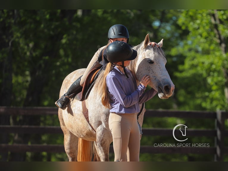 American Quarter Horse Gelding 12 years 14,3 hh Grey in Clover, SC