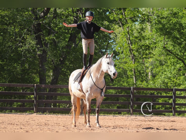 American Quarter Horse Gelding 12 years 14,3 hh Grey in Clover, SC