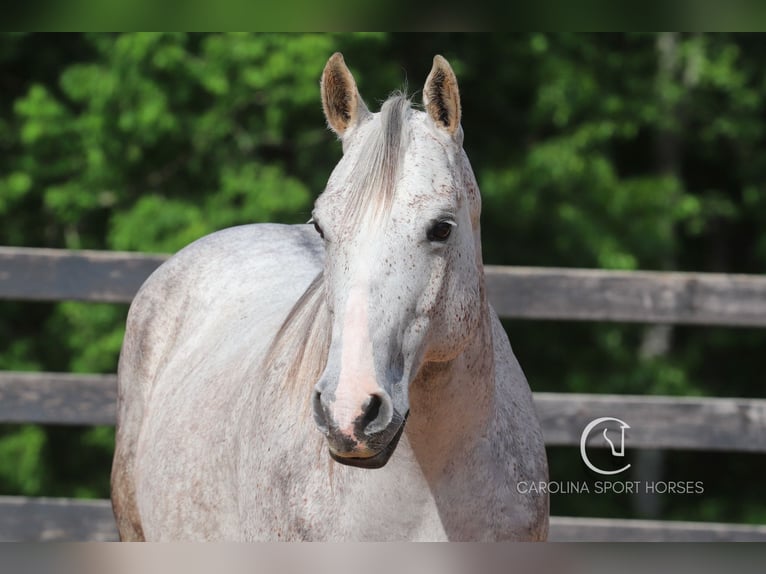 American Quarter Horse Gelding 12 years 14,3 hh Grey in Clover, SC