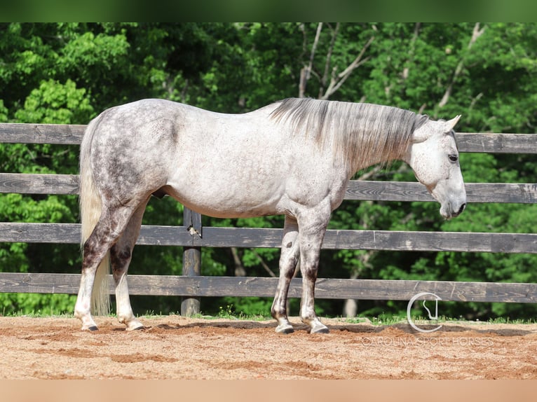American Quarter Horse Gelding 12 years 14,3 hh Grey in Clover, SC