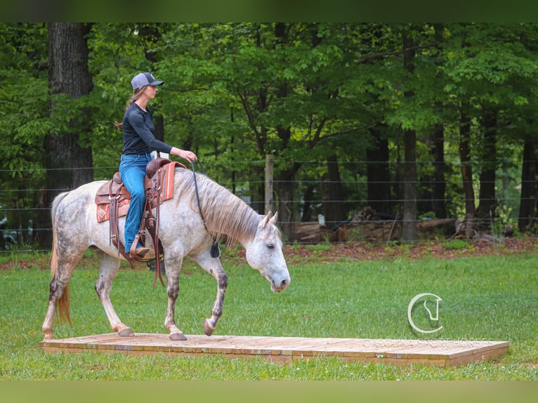 American Quarter Horse Gelding 12 years 14,3 hh Grey in Clover, SC