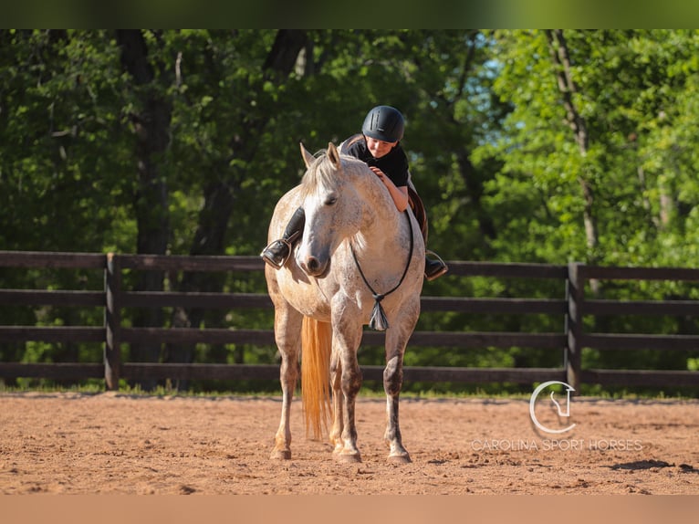 American Quarter Horse Gelding 12 years 14,3 hh Grey in Clover, SC