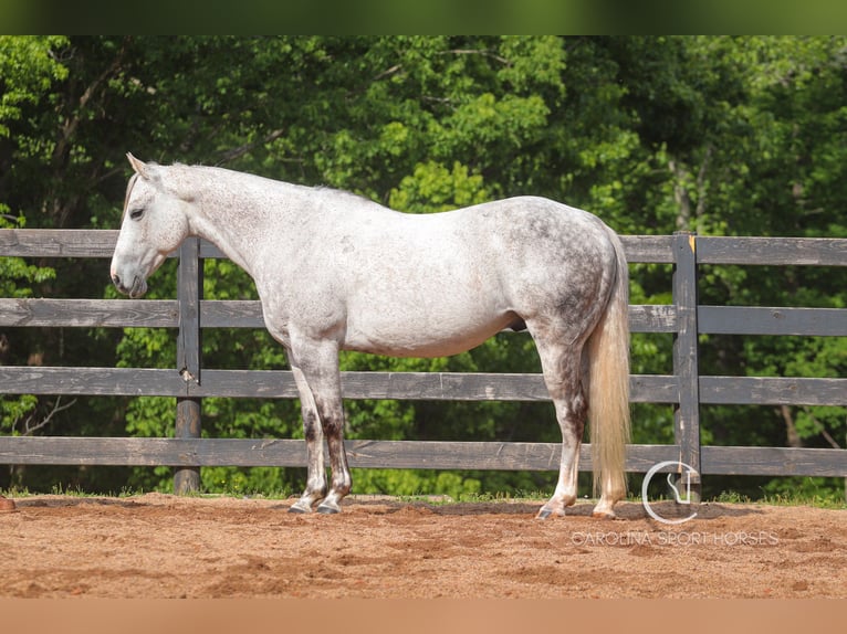 American Quarter Horse Gelding 12 years 14,3 hh Grey in Clover, SC