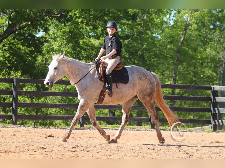 American Quarter Horse Gelding 12 years 14,3 hh Grey in Clover, SC