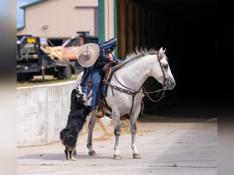 American Quarter Horse Gelding 12 years 14,3 hh Grey in Nevis, MN