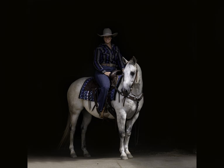 American Quarter Horse Gelding 12 years 14,3 hh Grey in Nevis, MN