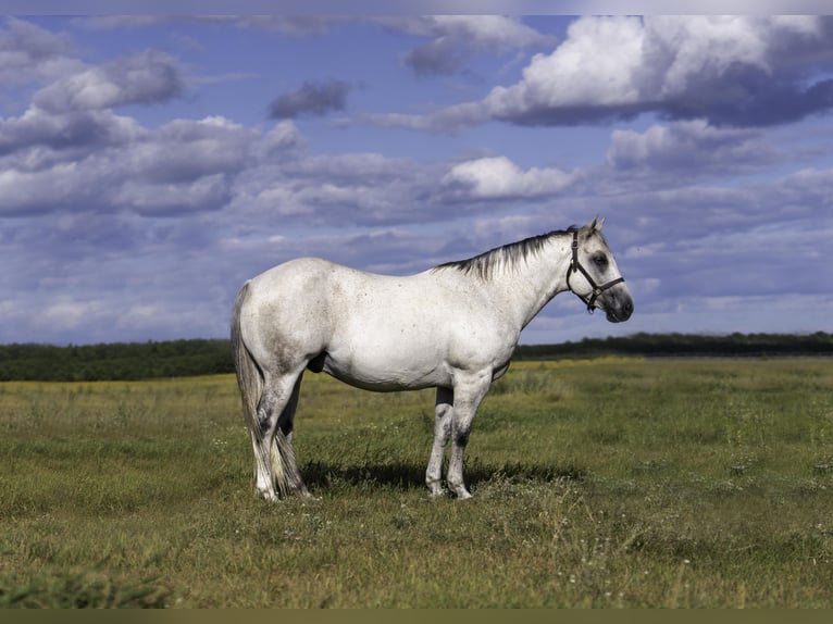 American Quarter Horse Gelding 12 years 14,3 hh Grey in Nevis, MN
