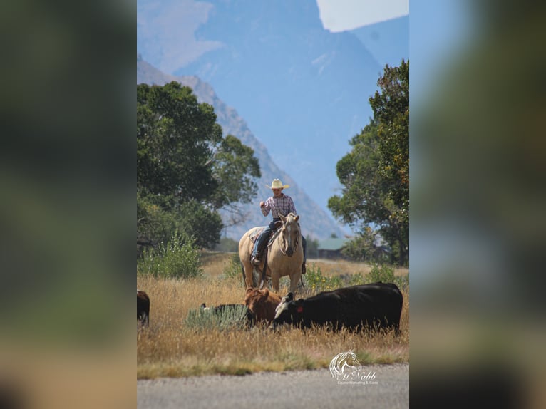 American Quarter Horse Gelding 12 years 14,3 hh Palomino in Cody
