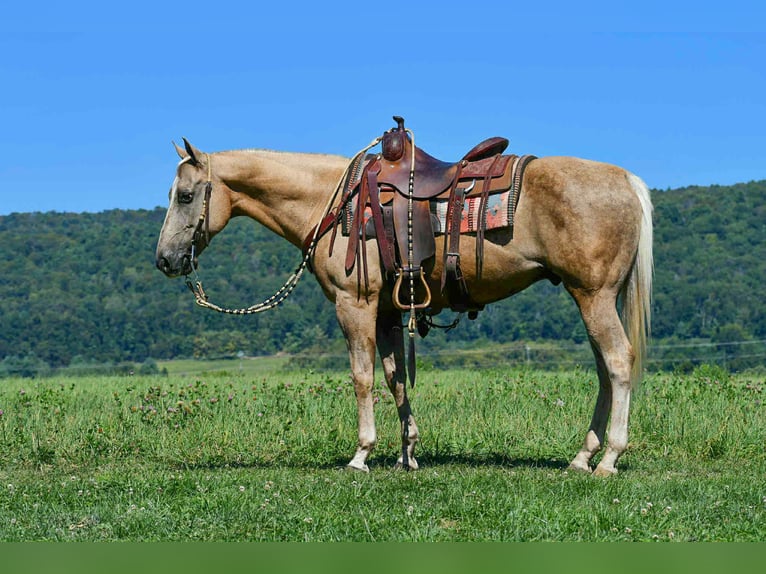 American Quarter Horse Gelding 12 years 14,3 hh Palomino in Rebersburg, PA