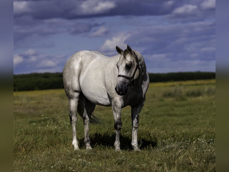 American Quarter Horse Gelding 12 years 14,3 hh in Nevis, MN