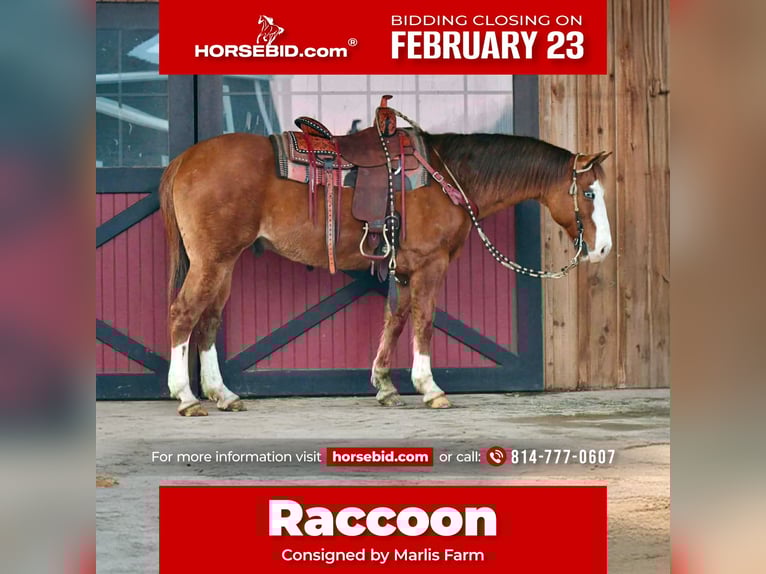 American Quarter Horse Gelding 12 years 14,3 hh Red Dun in Rebersburg