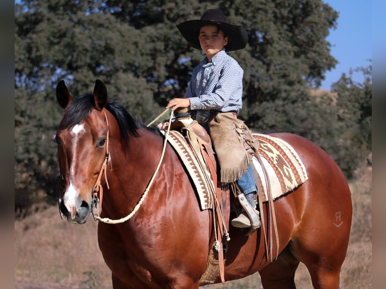 American Quarter Horse Gelding 12 years 15,1 hh Bay in Waterford, CA