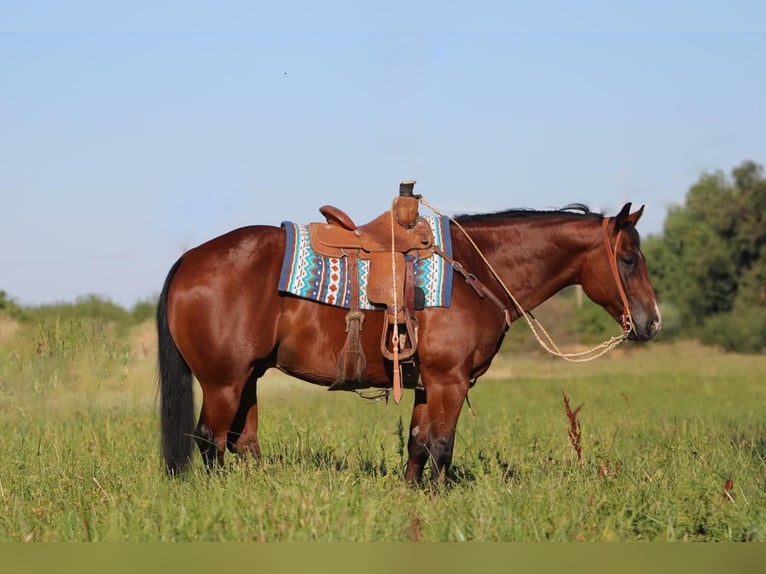 American Quarter Horse Gelding 12 years 15,1 hh Bay in Waterford, CA