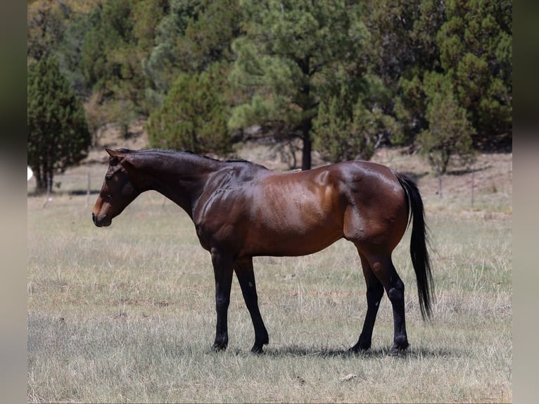 American Quarter Horse Gelding 12 years 15,1 hh Bay in Cottonwood AZ