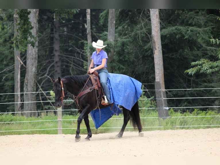 American Quarter Horse Gelding 12 years 15,1 hh Black in Clarion