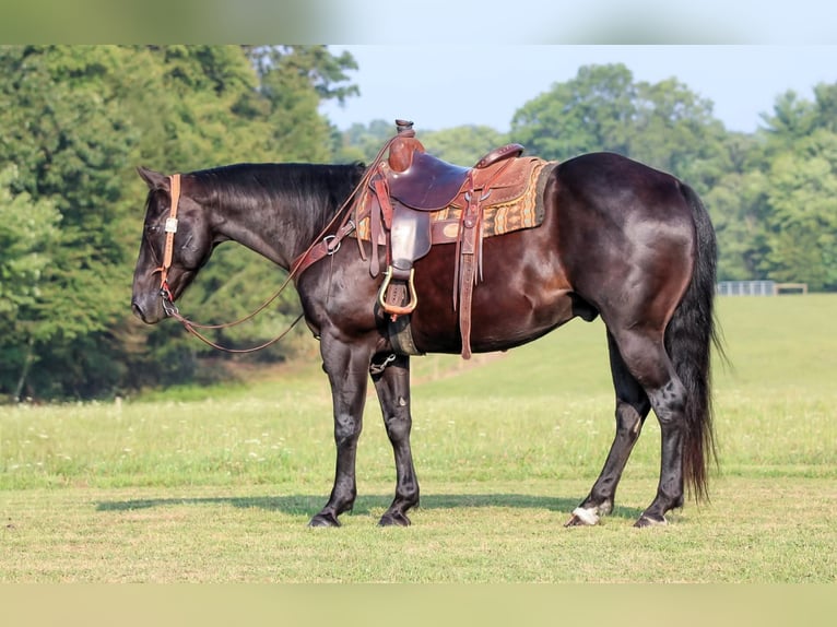 American Quarter Horse Gelding 12 years 15,1 hh Black in Clarion