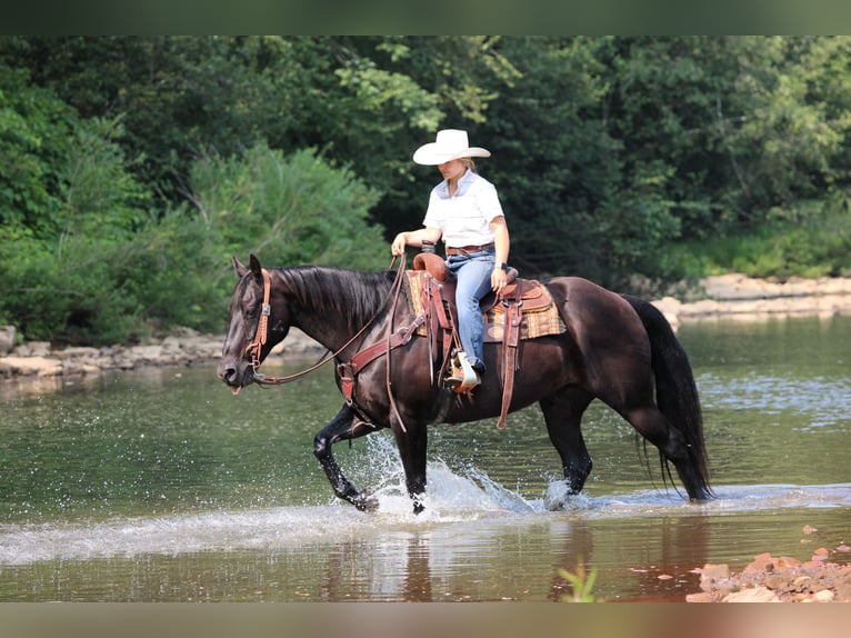 American Quarter Horse Gelding 12 years 15,1 hh Black in Clarion