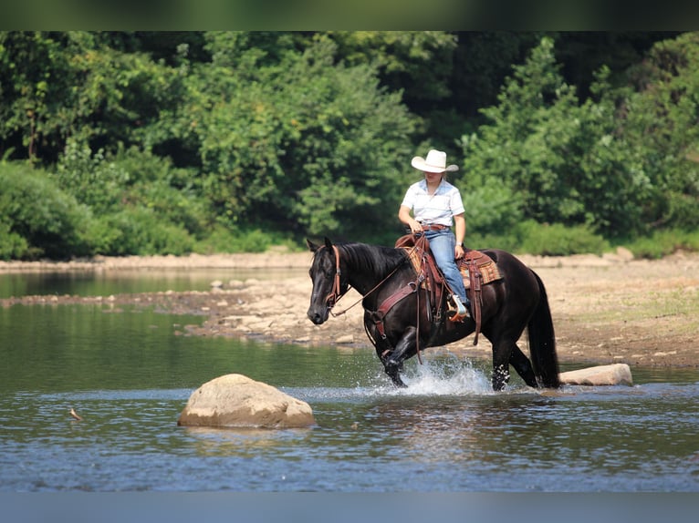 American Quarter Horse Gelding 12 years 15,1 hh Black in Clarion