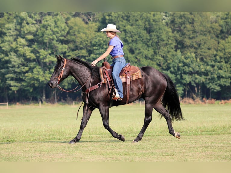 American Quarter Horse Gelding 12 years 15,1 hh Black in Clarion