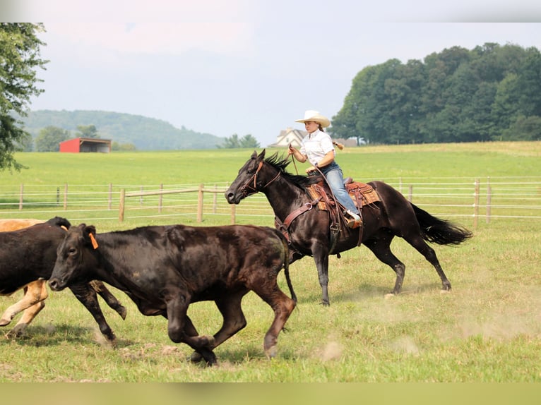 American Quarter Horse Gelding 12 years 15,1 hh Black in Clarion