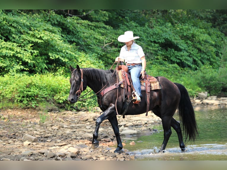American Quarter Horse Gelding 12 years 15,1 hh Black in Clarion
