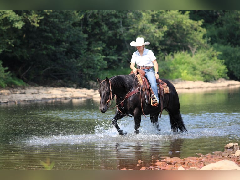 American Quarter Horse Gelding 12 years 15,1 hh Black in Clarion